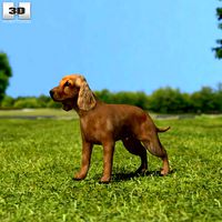 English Cocker Spaniel