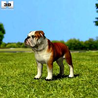 Bulldog