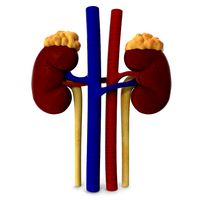 Kidneys
