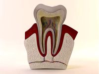 Tooth Diagram