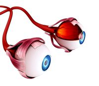 Eye anatomy - inner structure