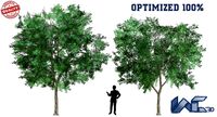 Prosopis Cineraria Tree Optimized