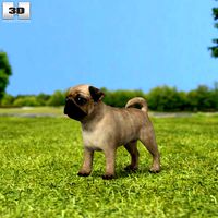 Pug Puppy