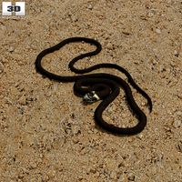 Grass Snake