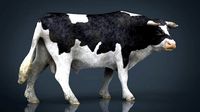 Holstein Bull