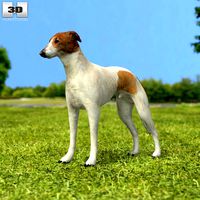 Greyhound