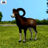 Mouflon