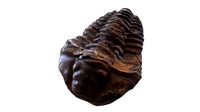 Fossil Trilobites