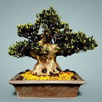 Bonsai Tree