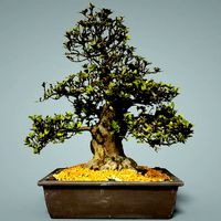 Bonsai Tree