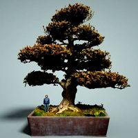 Bonsai Tree