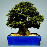 Bonsai Tree