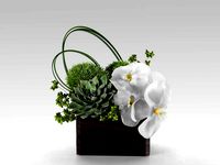 Phalaenopsis Orchid And Succulents in Box