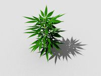 pot plant low poly