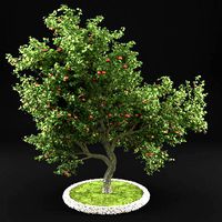 Apple Tree with Leaves