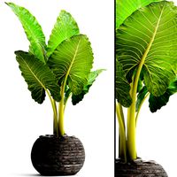 Alocasia macrorrhiza 6