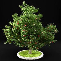 Apple tree