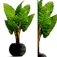 Alocasia macrorrhiza 3