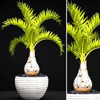Palm Hyophorbe