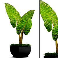Alocasia macrorrhiza 5