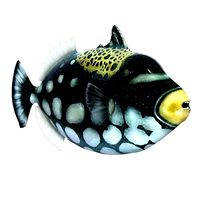Clown Triggerfish