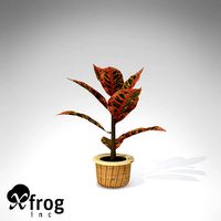 XfrogPlants Croton Petra