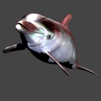 3d model dolphin obj