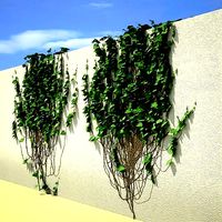 Ivy on the wall 05