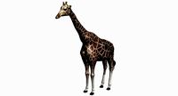 giraffe with clean topology and nice texture