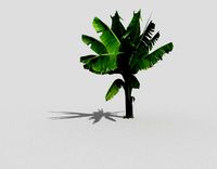 banana tree