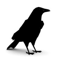 Carrion Crow Animated