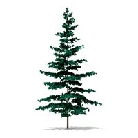 Blue Atlas Cedar Cedrus atlantica 2m