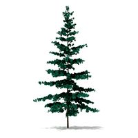 Blue Atlas Cedar Cedrus atlantica 3m