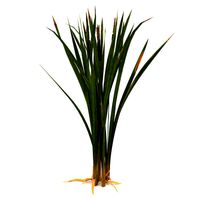 Bulrush