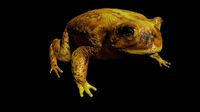Bull Frog