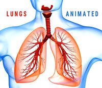 Human Lungs - pulmonary system 3D model
