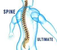 Human Spine with spinal cord and body