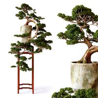 bonsai 01
