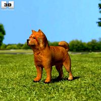 Chow Chow