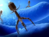 Bacteriophage Attacing Bacteria