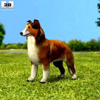 Rough Collie