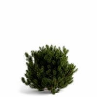 Scots Pine