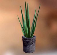 Aloe Vera potted plant