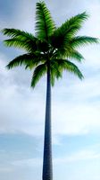 Palm Trees