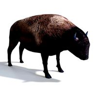 American Bison