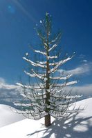 Snowy Pine Tree