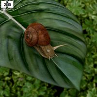 Snail