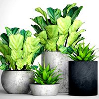 Ficus lyrata pots