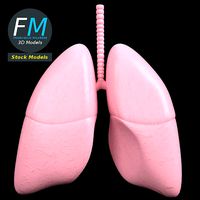 Anatomy - Human lungs