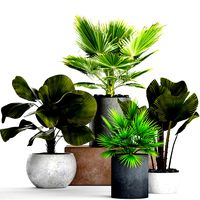 Collection palms pots